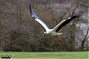 IMG_1319-1.jpg